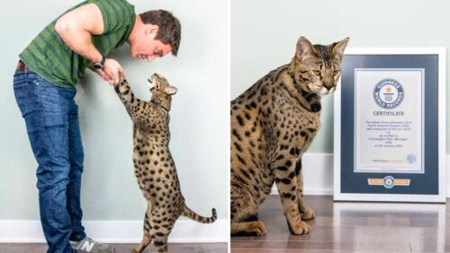 世界一背の高い猫としてギネス記録に登録された猫と飼い主