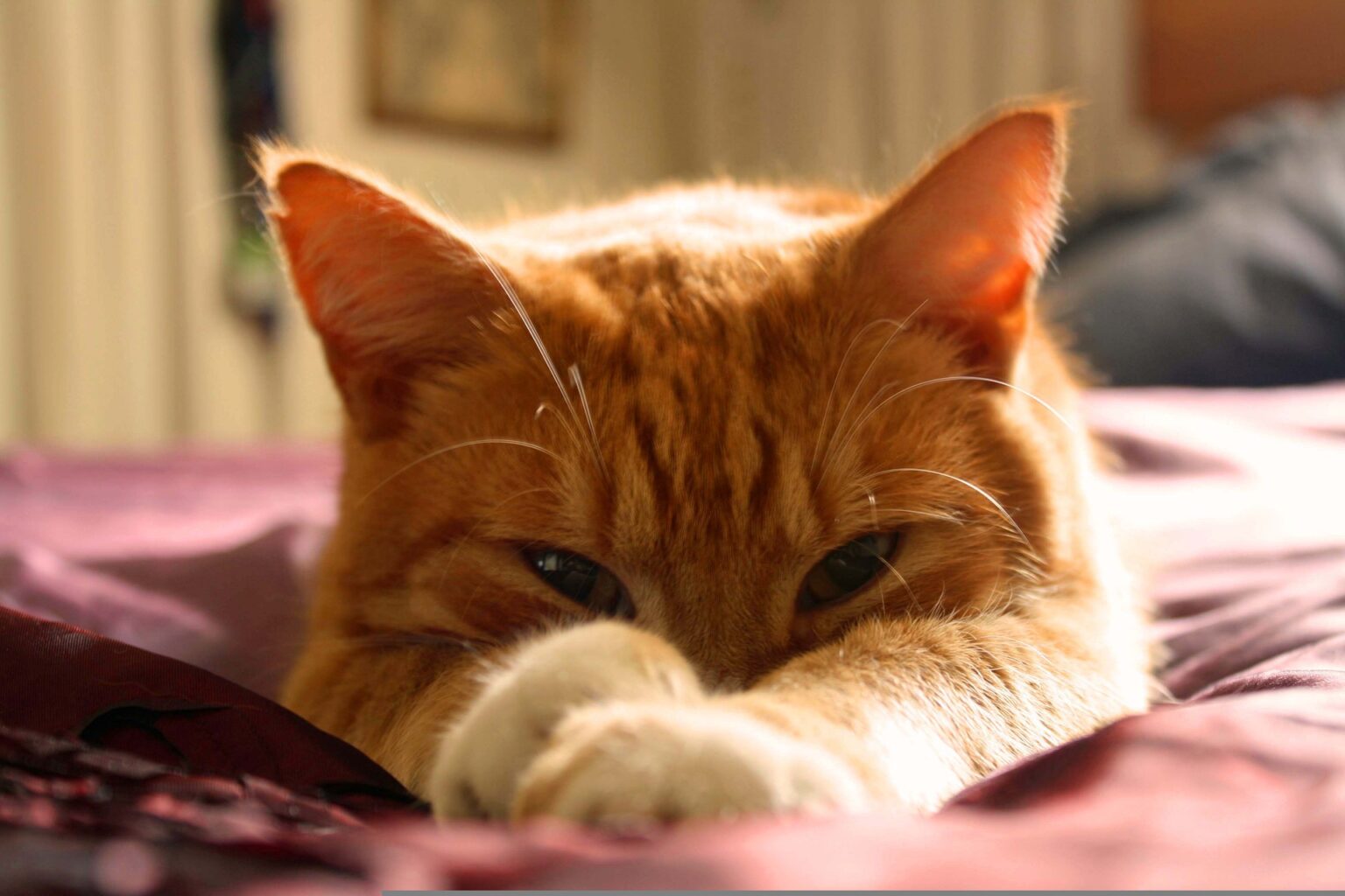 猫ってすごい 猫は人間の感情を理解し表情をうかがって行動している もふもふポウズ