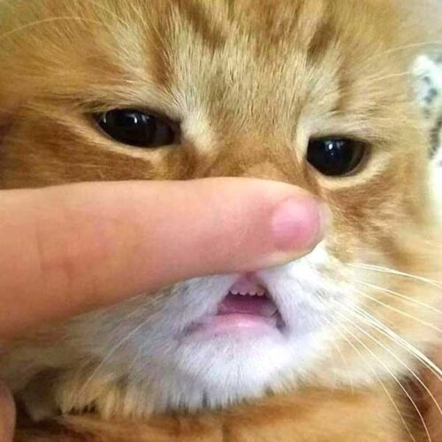 猫の前歯