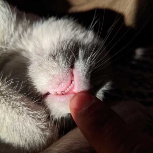 子猫の前歯