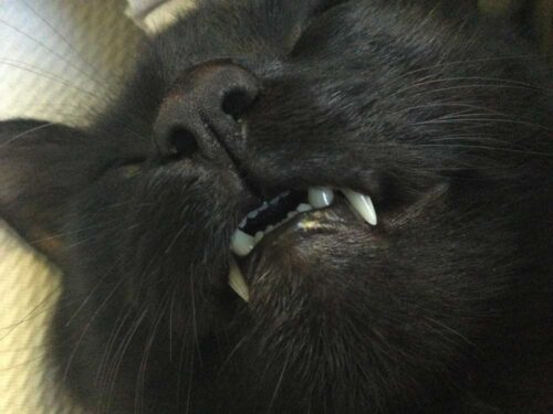 猫の牙と前歯