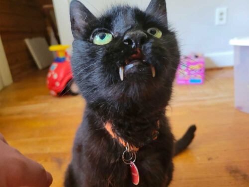 長い牙を持つ黒猫