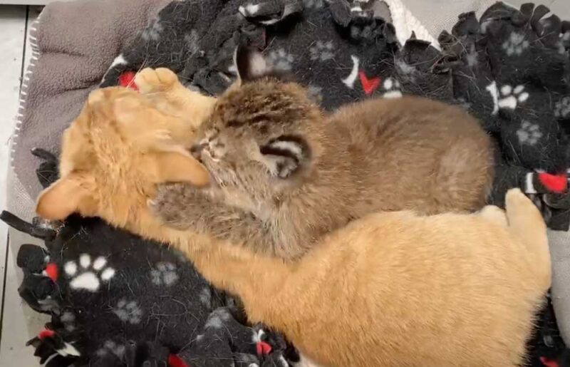 母猫に噛み付く子供のヤマネコ