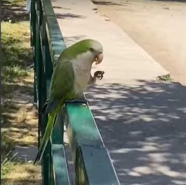 イヤホンを盗んだ犯人オウム
