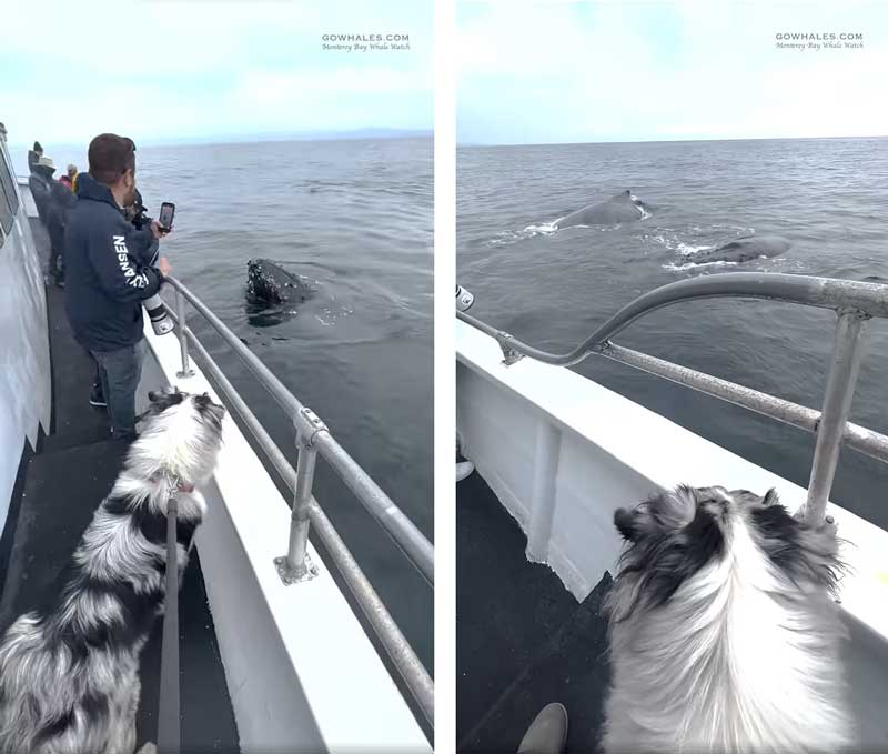 ザトウクジラを見る犬