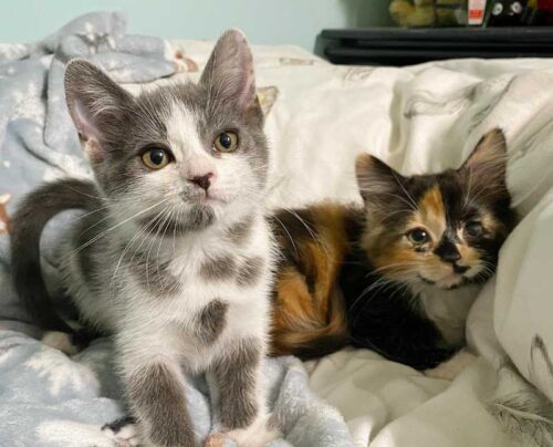 水玉模様の猫姉妹