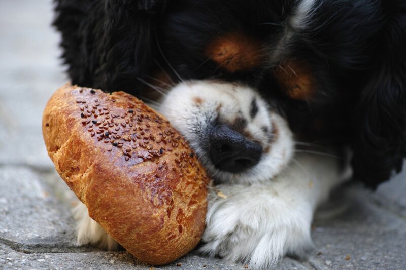 パンと犬