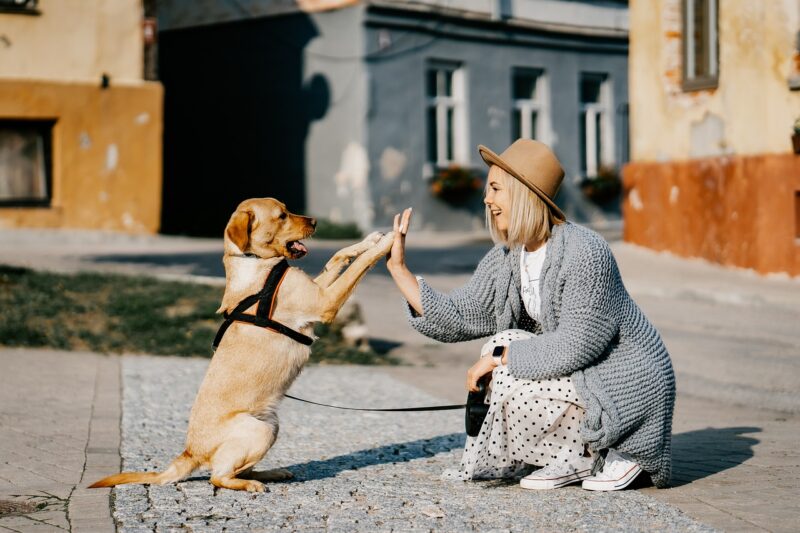 女性と遊ぶ犬