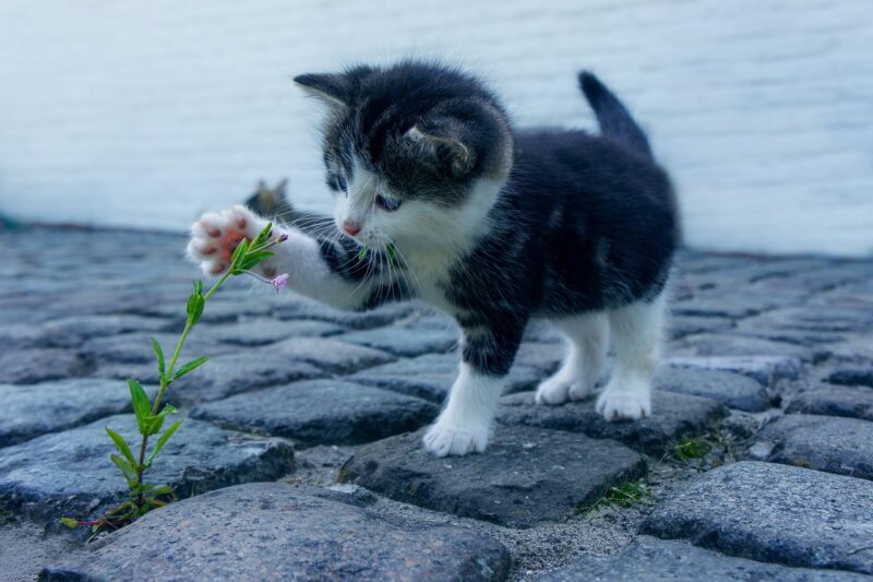 花で遊ぶ子猫