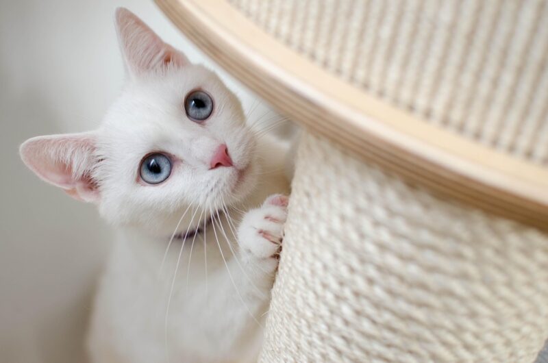 キャットタワーに隠れる白猫