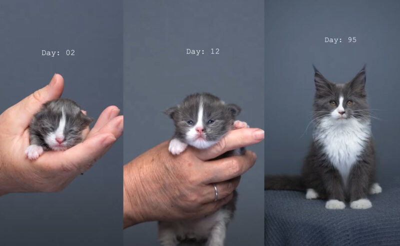 メインクーンの子猫の成長過程1日目と12日目95日目
