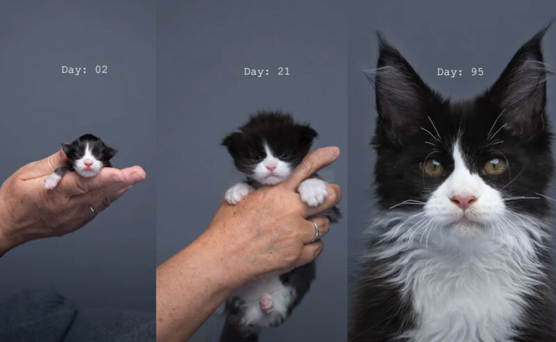 白黒のメインクーンの子猫の成長過程2日目から95日まで