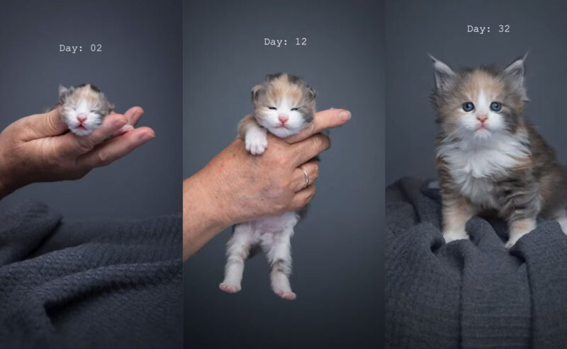 メインクーンの子猫の成長過程