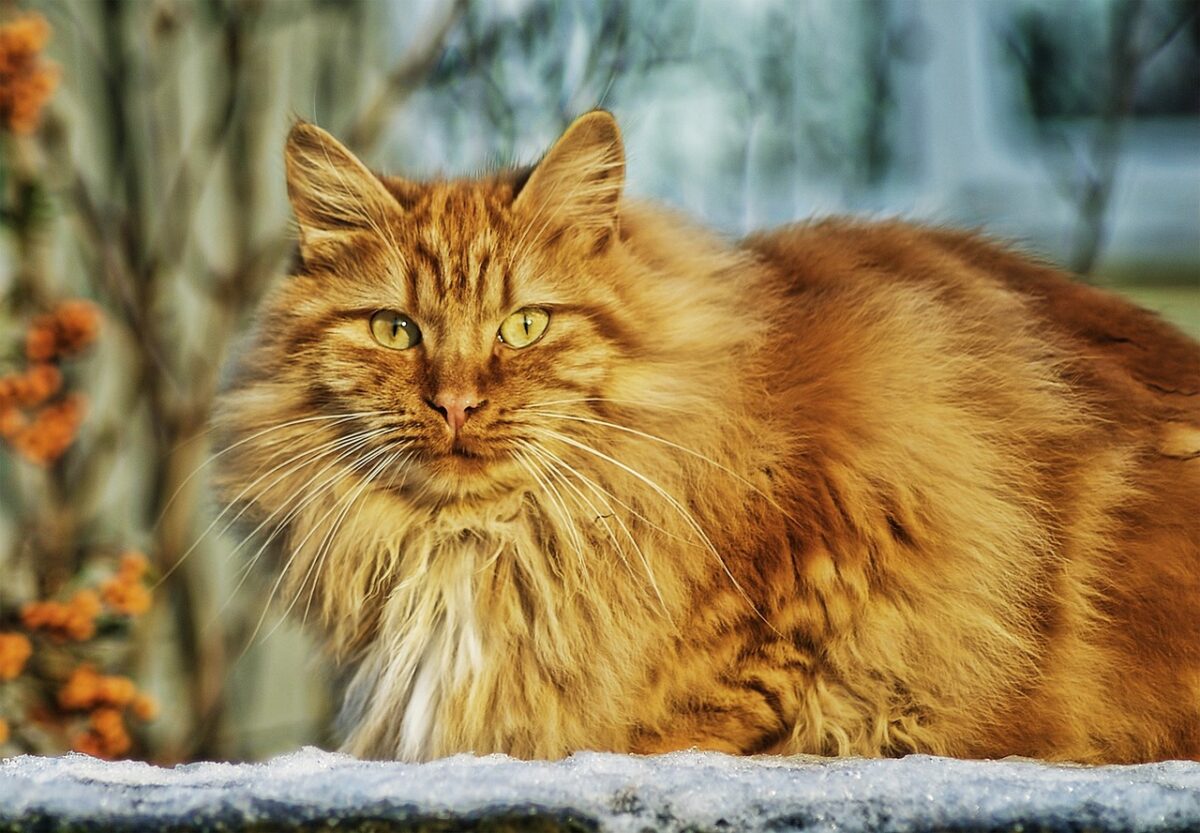 雪国の長毛の野良猫