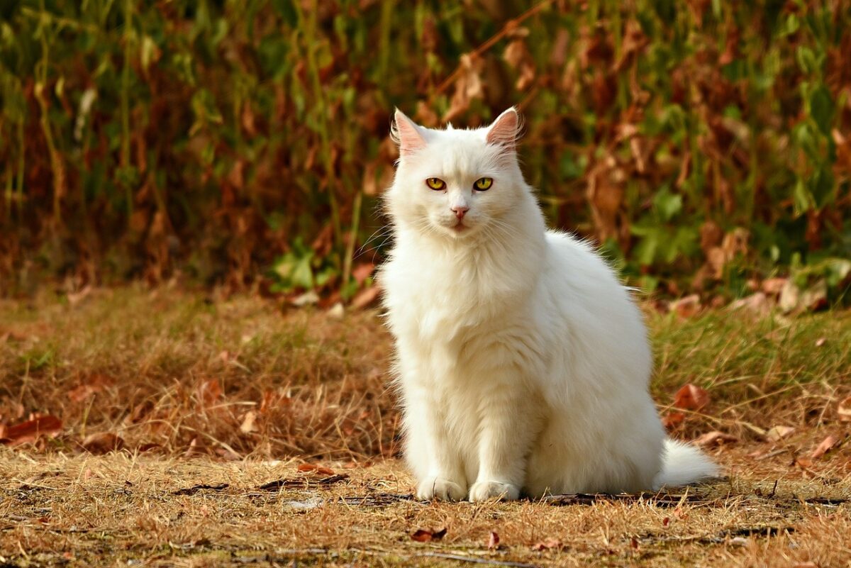 白い長毛の野良猫