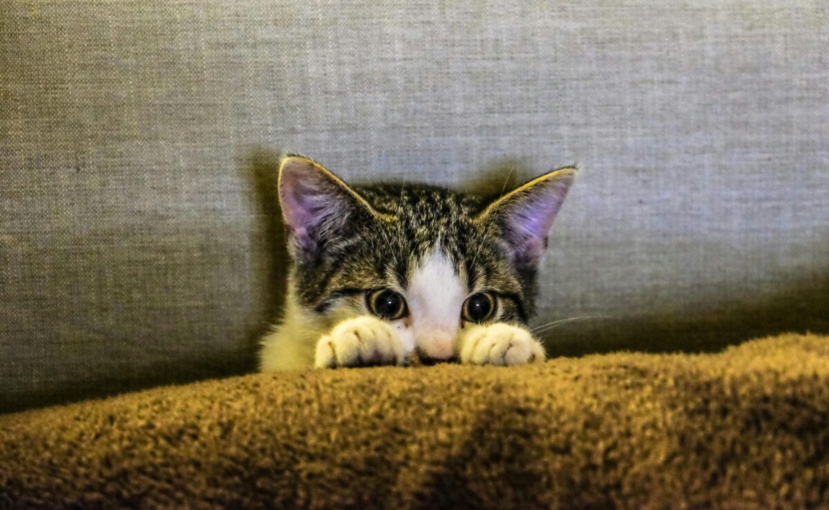 ソファーに隠れる猫