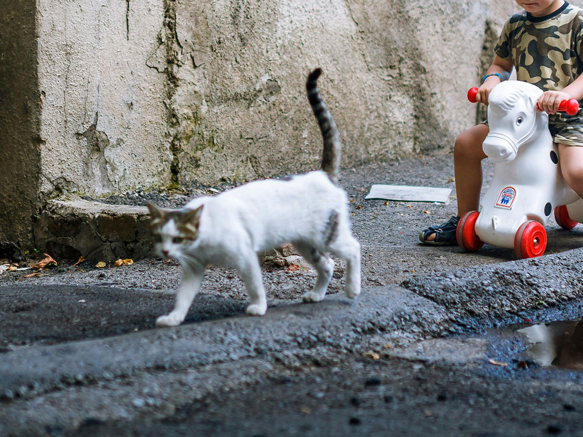 しっぽを立てて子供を先導する猫