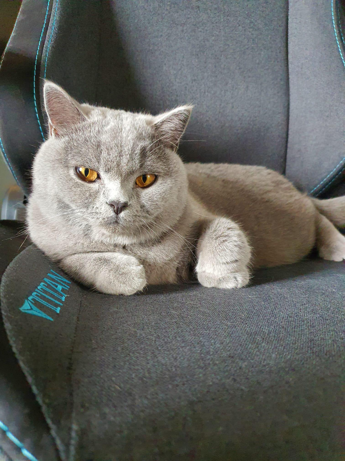 猫のフローフェン