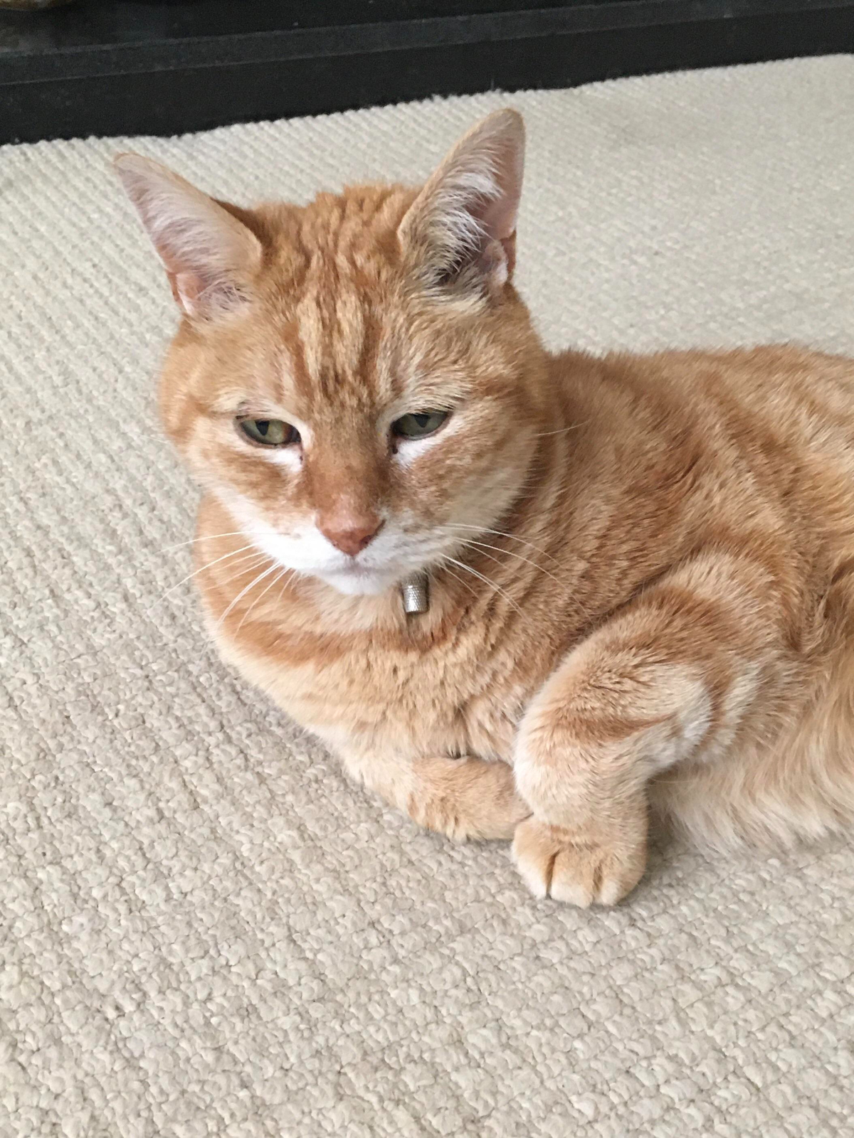 猫のフローフェン